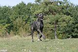 DOGUE ALLEMAND 028